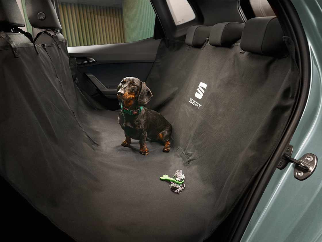 Dackel sitzt auf der Rückbank eines Autos, das mit einem schwarzen Sitzschutz mit SEAT-Logo bedeckt ist. Die Hintertüren sind geöffnet, und ein Spielzeug liegt auf dem Sitzschutz. Innenraumansicht eines Fahrzeugs.