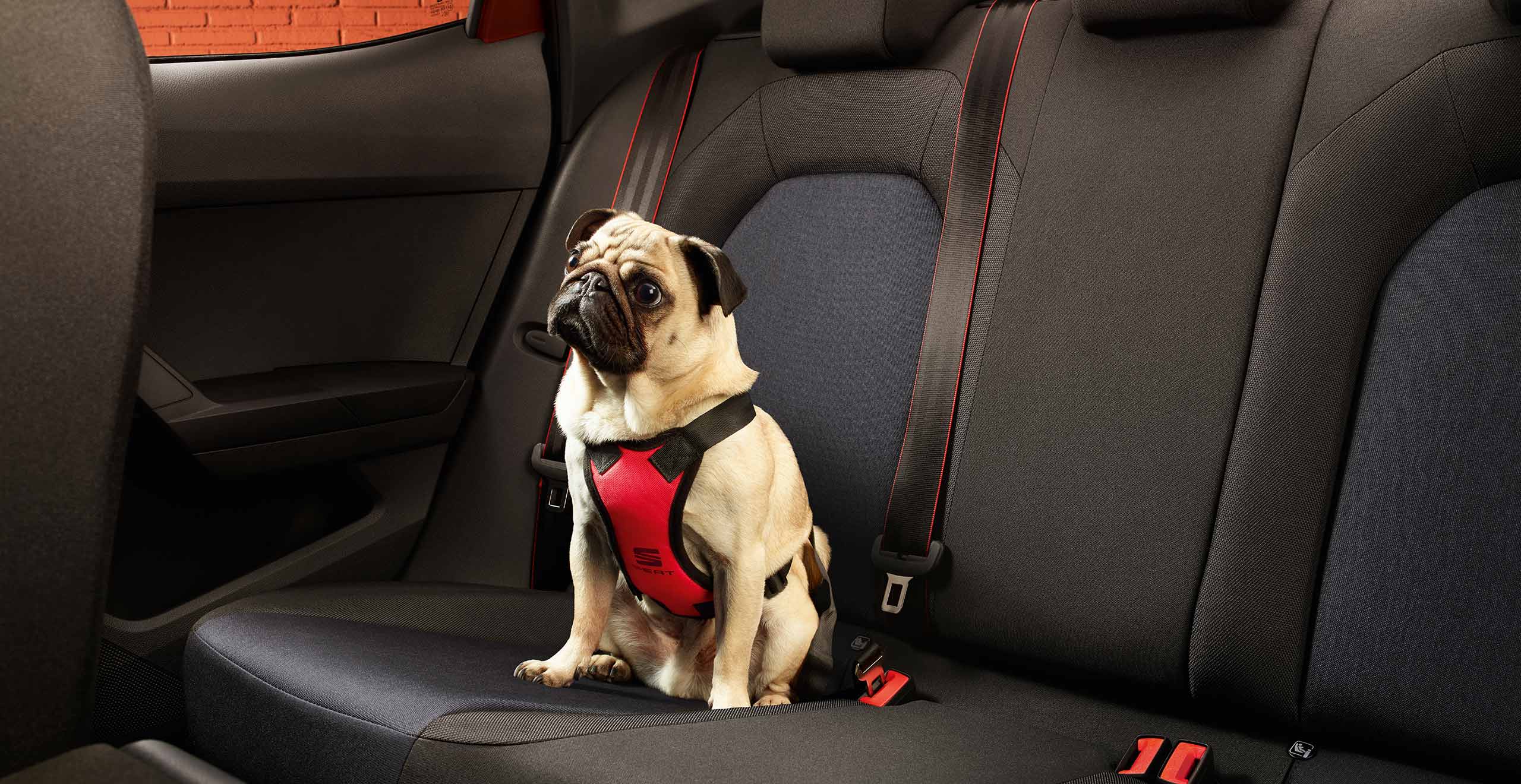 SEAT Ibiza Hundegeschirr | SEAT